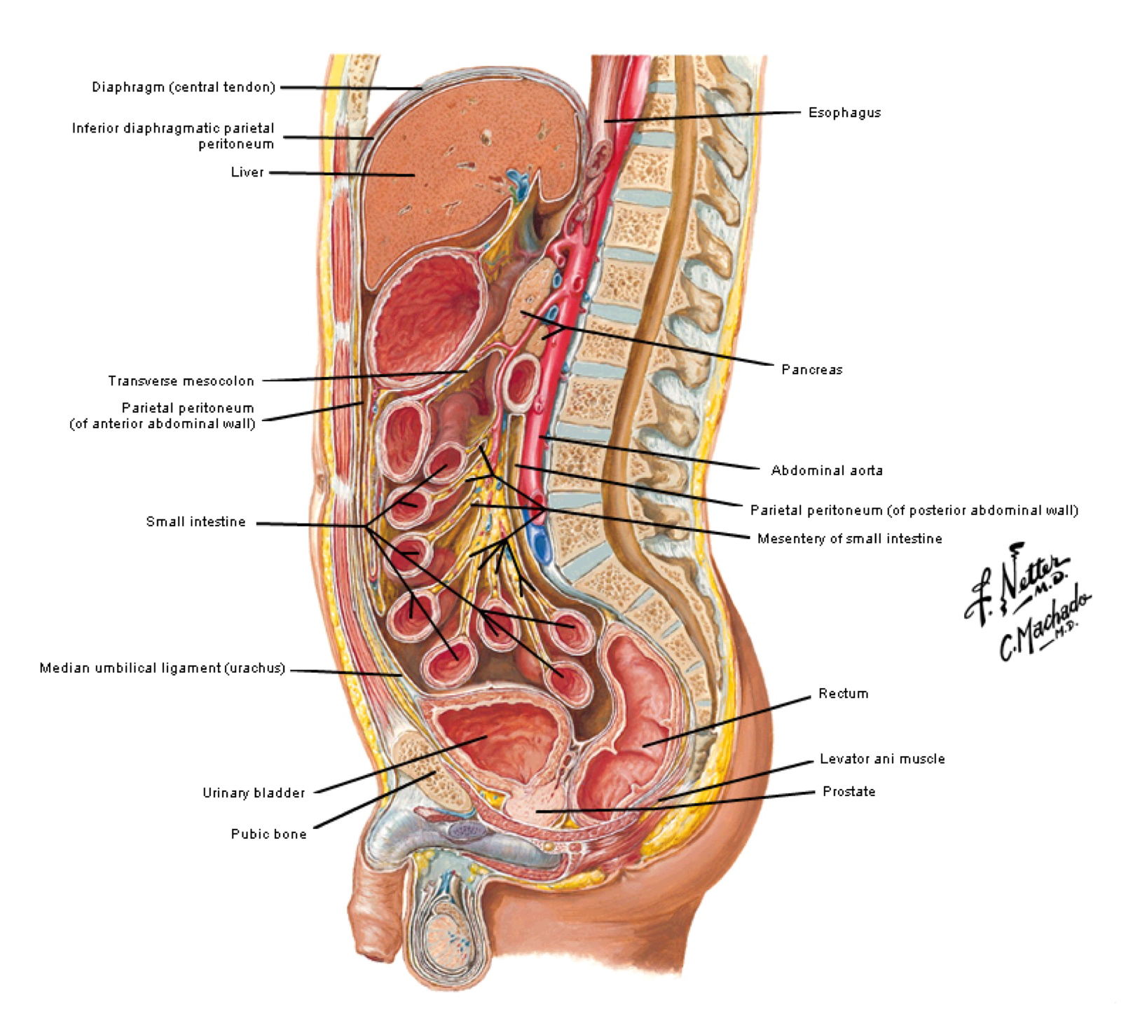 Anatomy Abdominal Wall