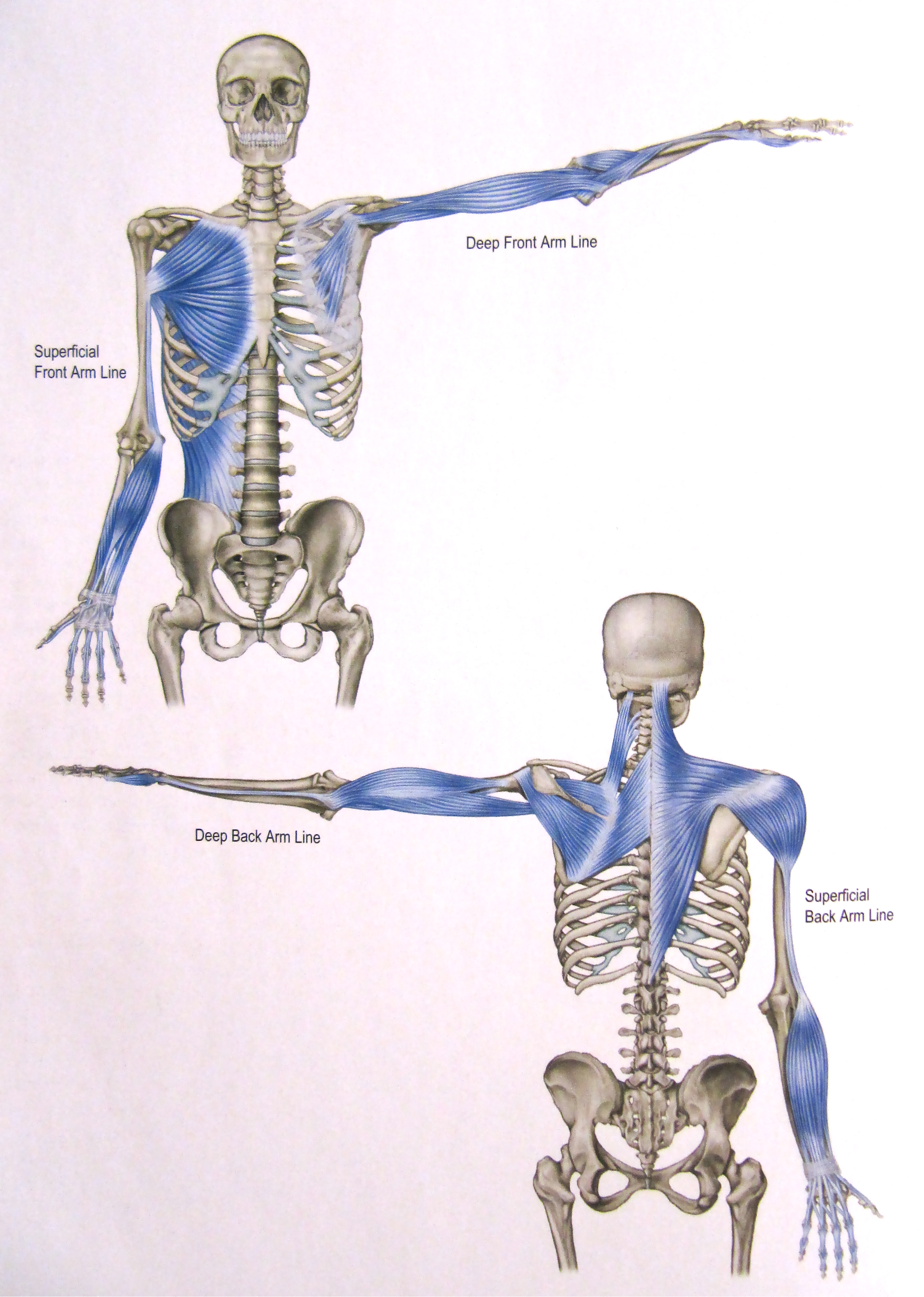 From Anatomy Trains: Myofascial Meridians for Manual and Movement Therapist - Tom Myers, 2nd edition.