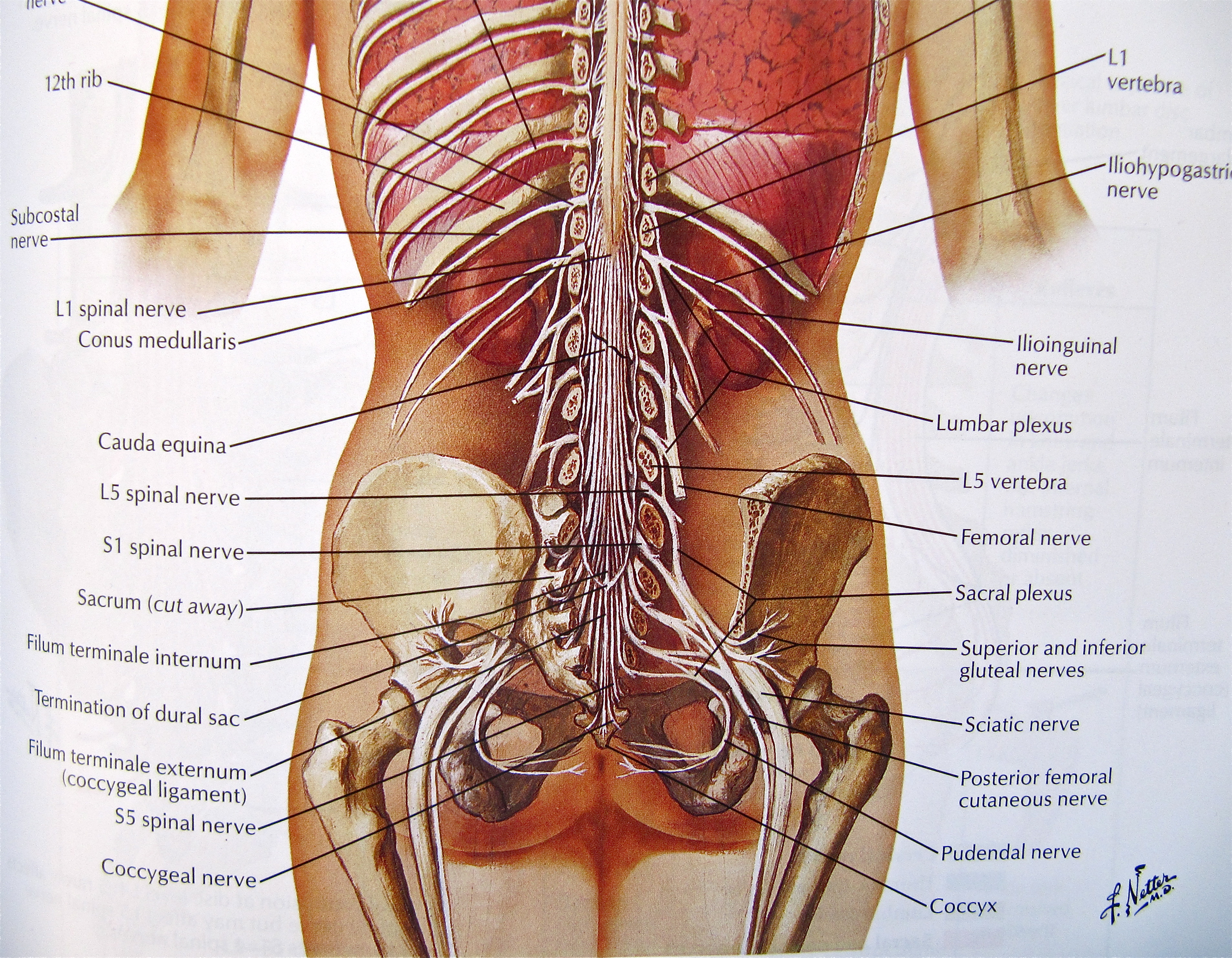внутренние органы женщины со спины фото